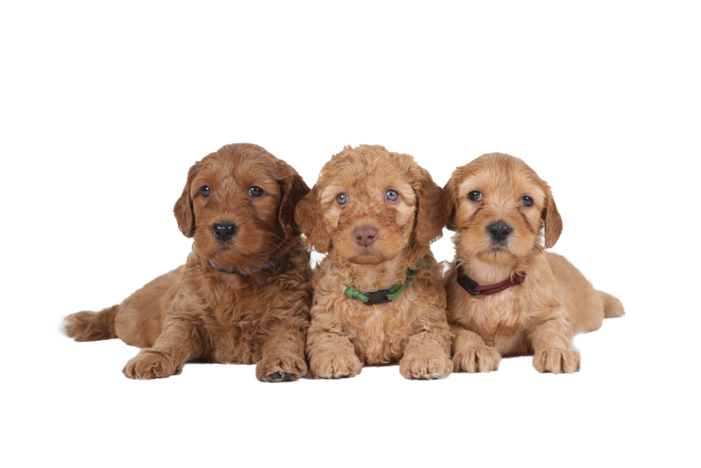Doodlefarm Australian Labradoodles